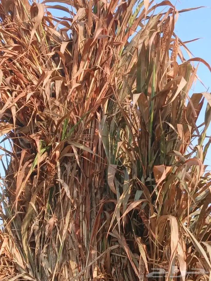 علف نظيف وعقد طيب مع توصيل الاماكن القريبه القوز 1