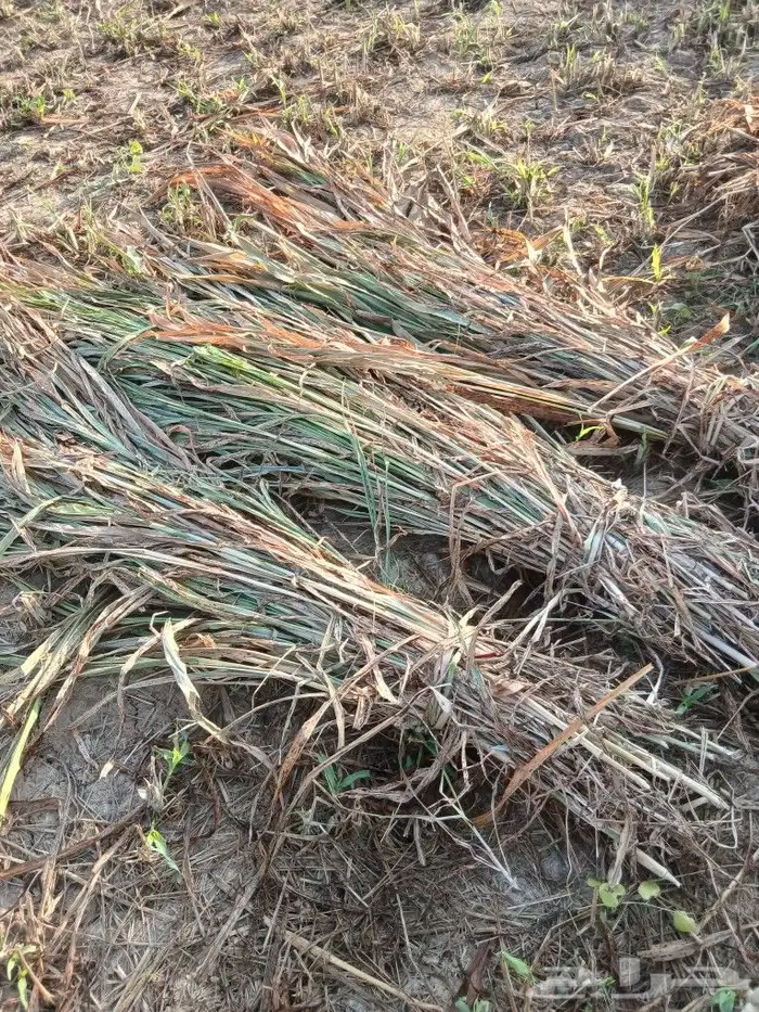 علف نظيف وعقد طيب مع توصيل الاماكن القريبه القوز 0