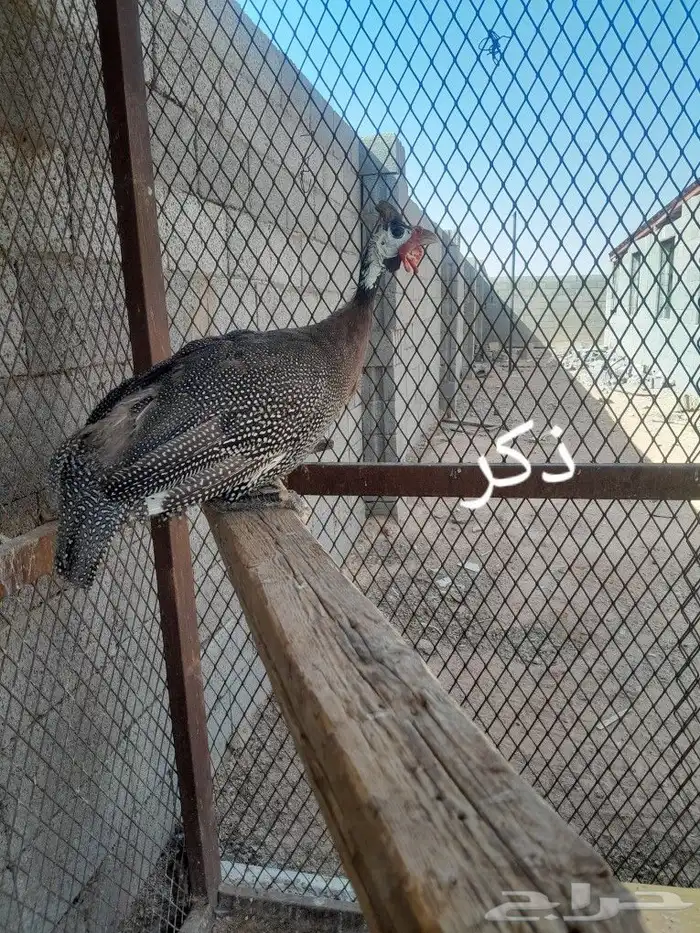 للبيع دجاج حبشي 1