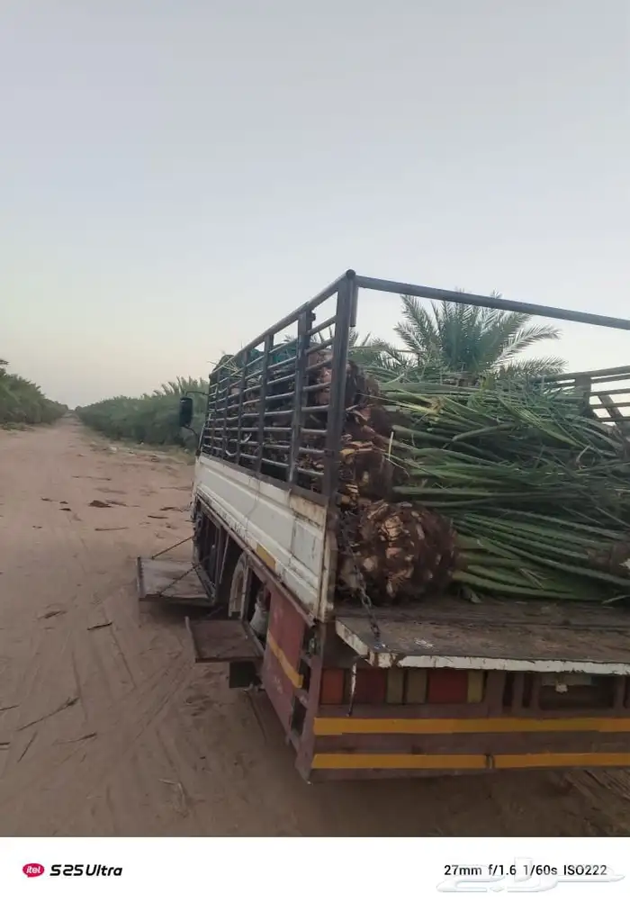 يوجد الدينا توريد نخل 0