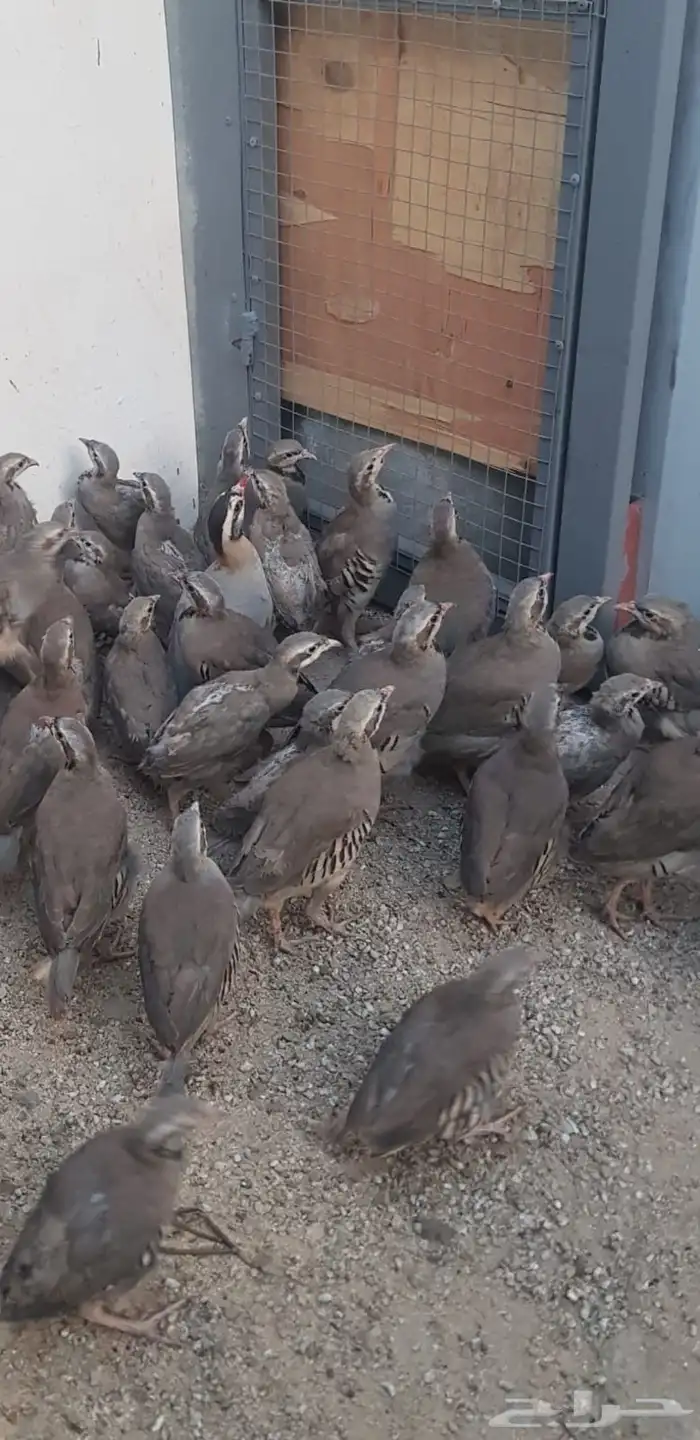 حجل أفغاني للبيع 2