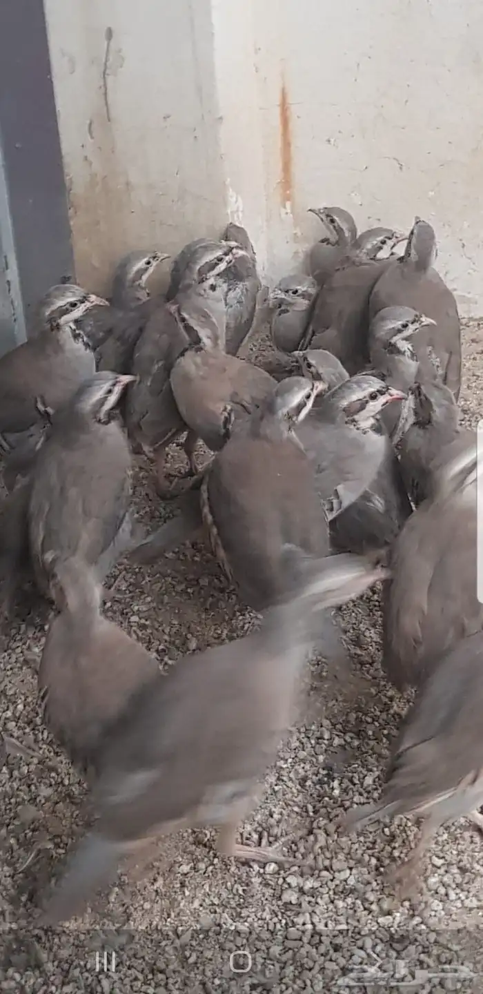 حجل أفغاني للبيع 5