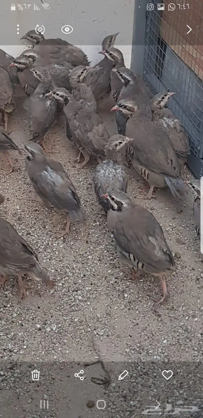 حجل أفغاني للبيع 1