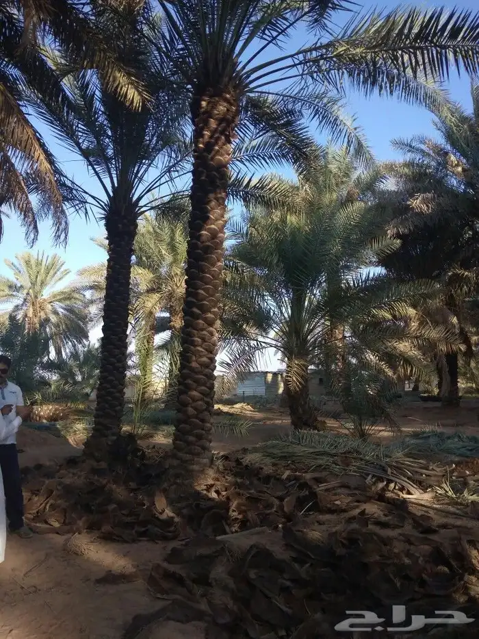 نخيل جثايث نقايل فسايل صقعي اخلاص مجدول سكري نخل واشنطني 2