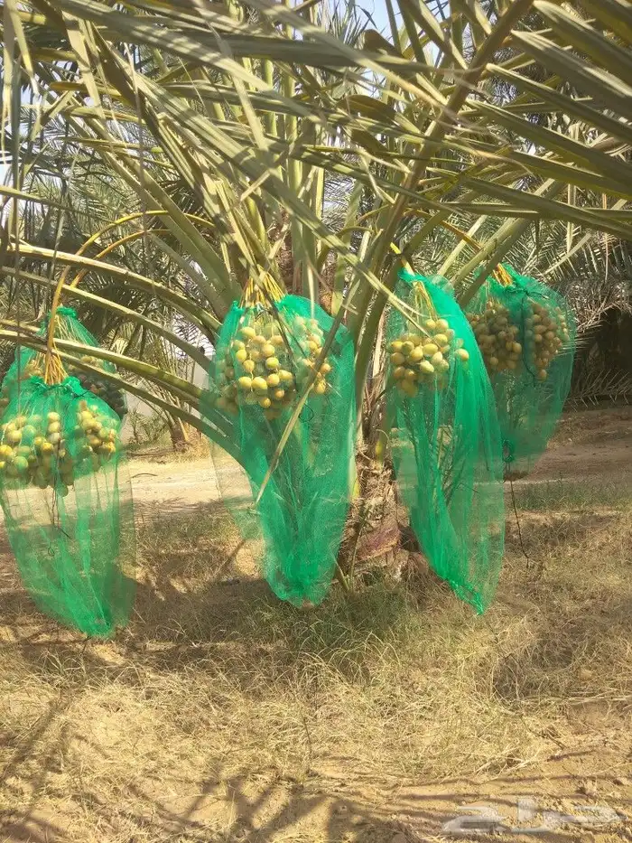 نخيل جثايث نقايل فسايل صقعي اخلاص مجدول سكري نخل واشنطني 1