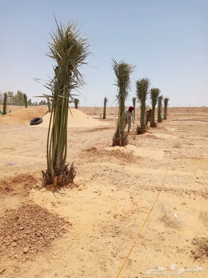 نخل صقعي مجدول فروخ نقايل نخيل اخلاص سكري برحي منيفي شيشي 5