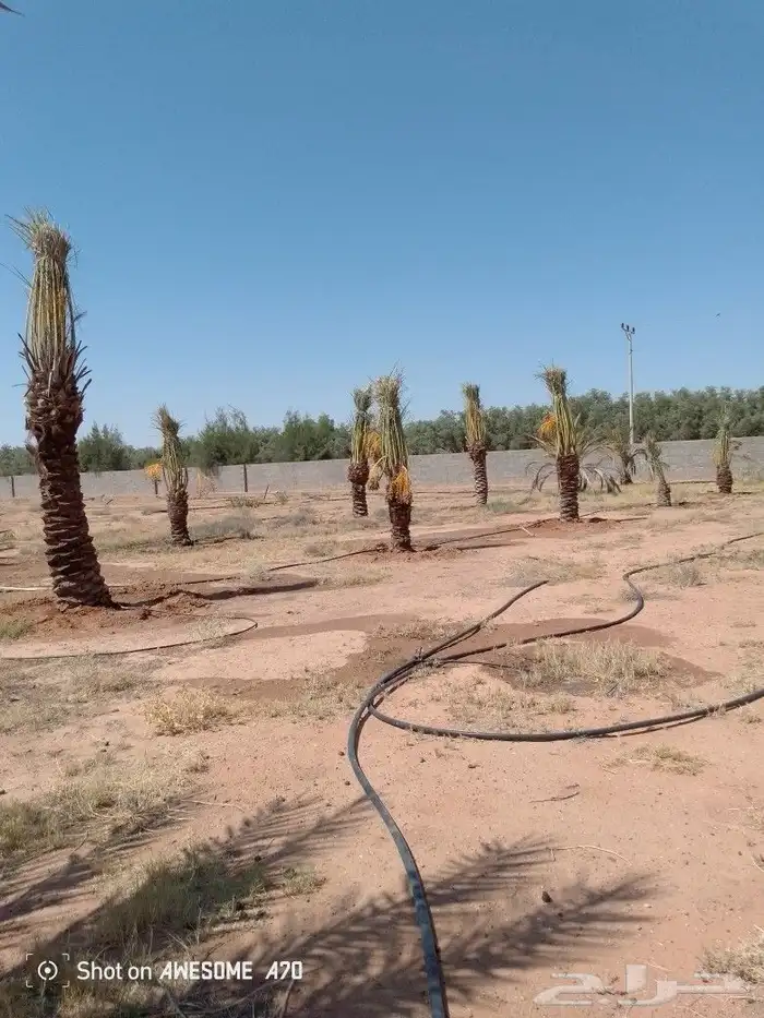 تكريب وقلع وغرز النخل والاشجار وكل شيء يخص الزراعه 1