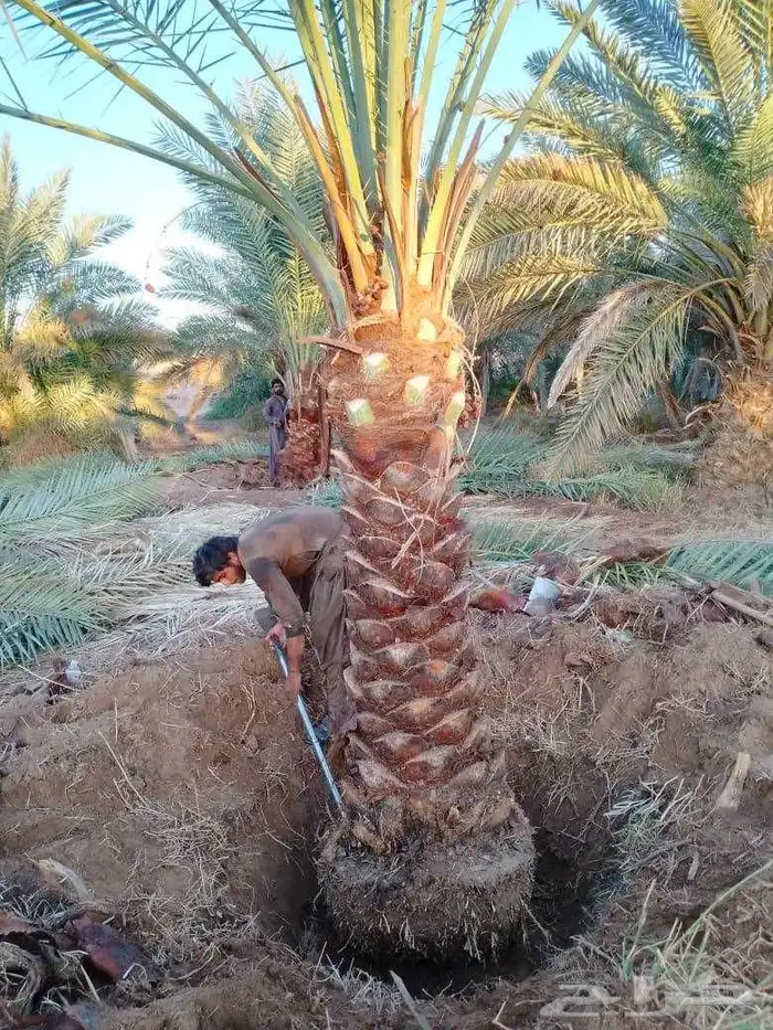 نخيل بجميع انواعها و شبوك 1