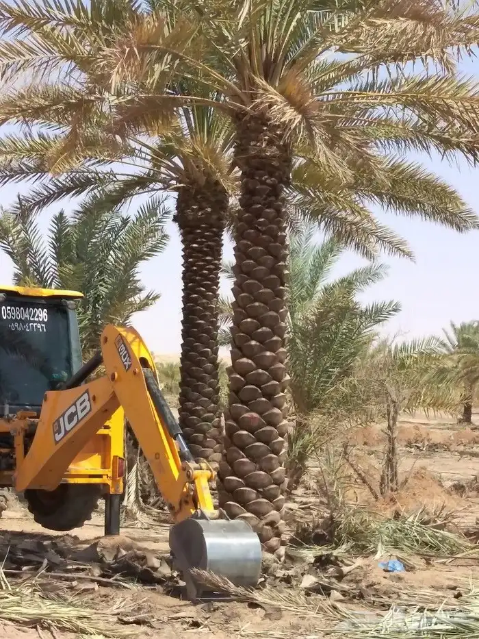 نخيل جثايث نقايل فسايل صقعي اخلاص مجدول سكري نخل واشنطني 5