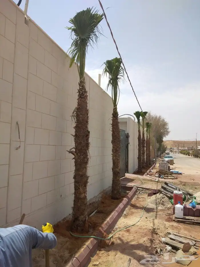 نخيل جثايث نقايل فسايل صقعي اخلاص مجدول سكري نخل واشنطني 8