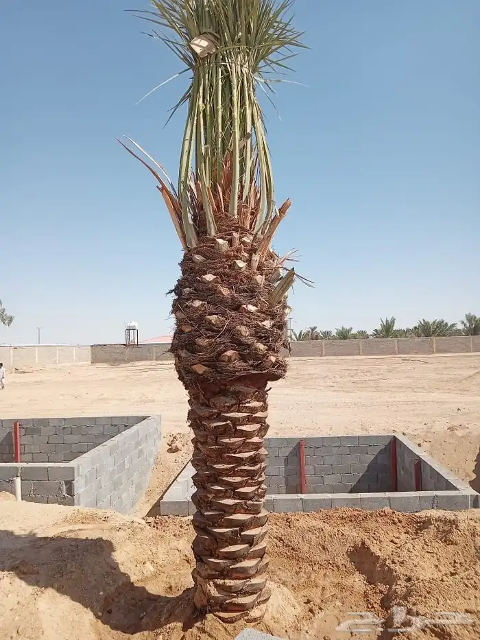 يوجد لدينا جميع انواع انخيل وقلع وغرس وتوصيل لجميع انحاء الم 0