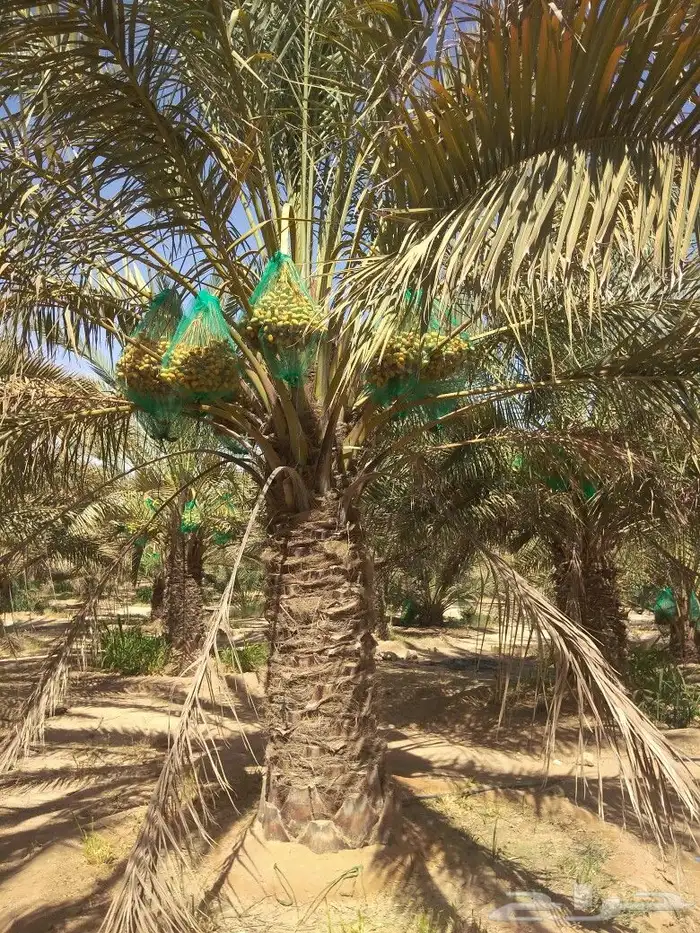 نخيل جثايث نقايل فسايل صقعي اخلاص مجدول سكري نخل واشنطني 6