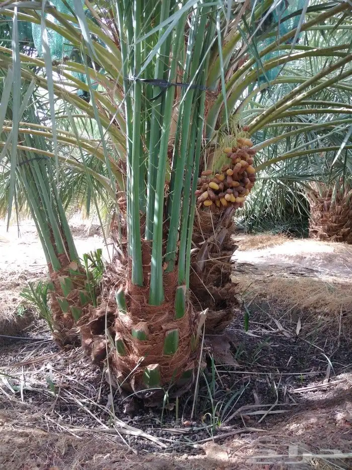 نخيل جثايث نقايل فسايل صقعي اخلاص مجدول سكري نخل واشنطني 4