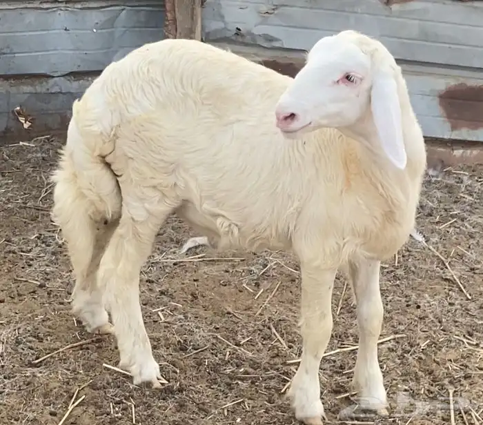 خروف حري 0