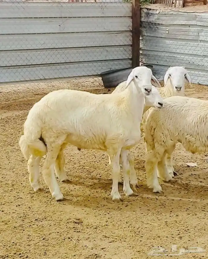 ذبايح تيوس 1