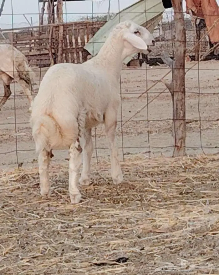 مشروع فحل فاخر 1