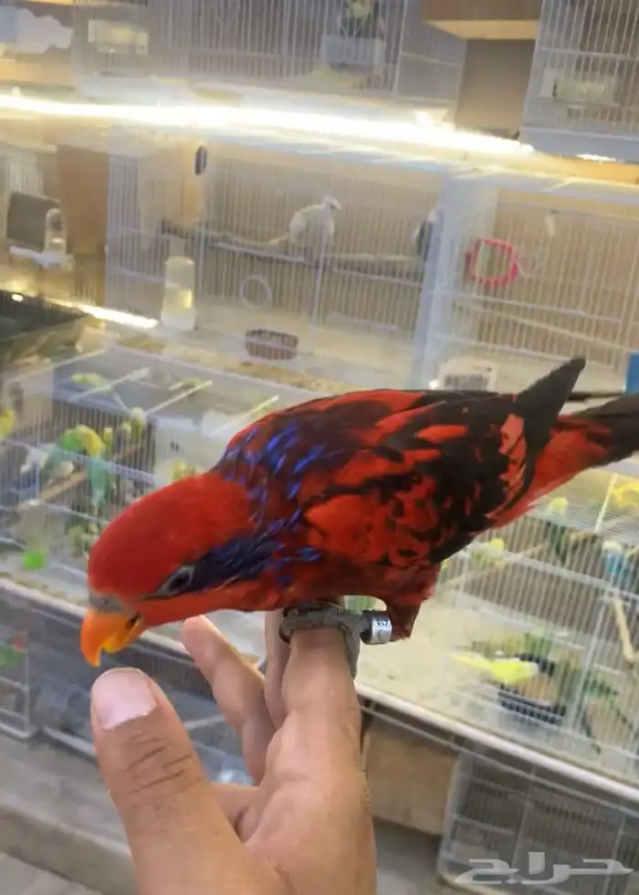 للبيع ببغاء لوري بلوستريك النادر 6