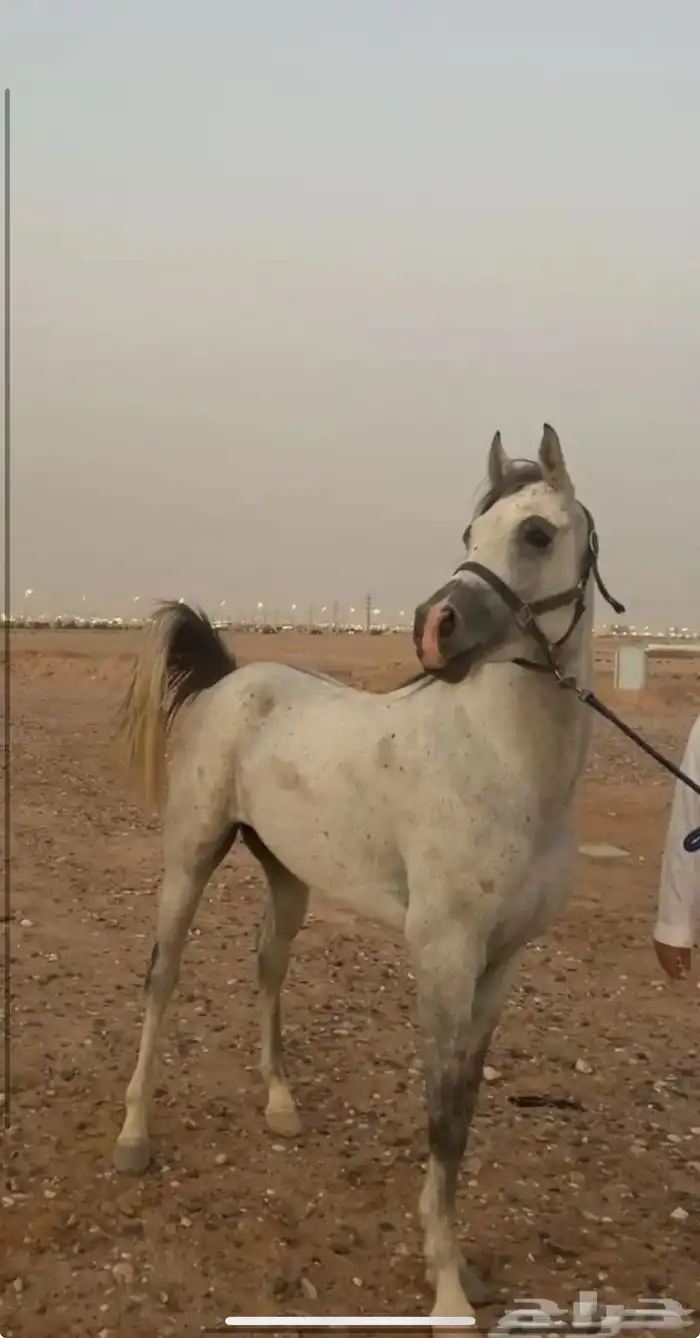 حصان شعبي شيخ 3