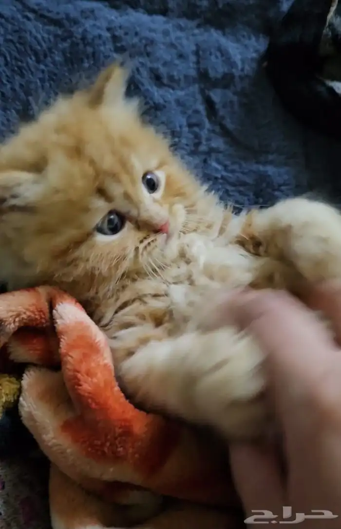 بيع قطه ب500 0