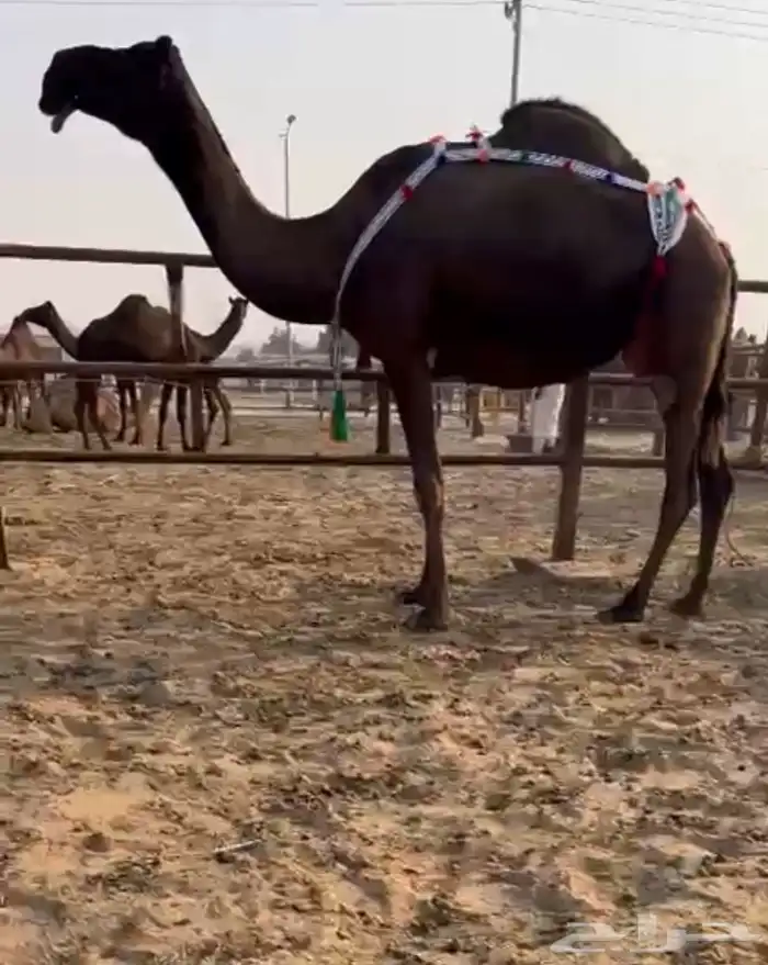 للبيع ضروبة ام ثالث 0