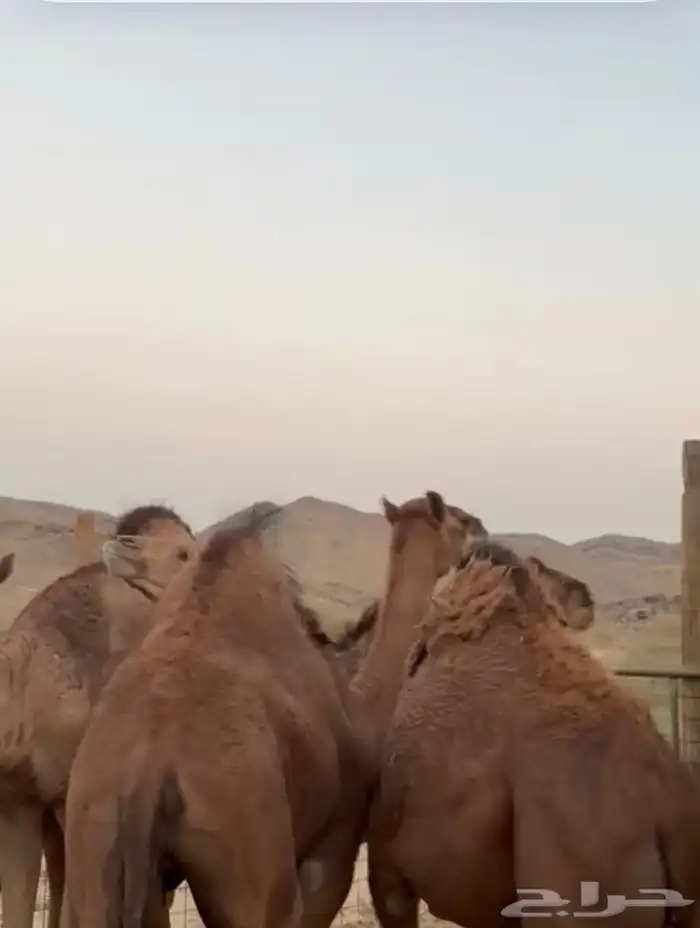 خمسه قعدان وبكرتين 5