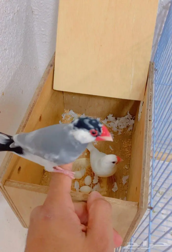 جوز جاوا اليف توه بايض 1