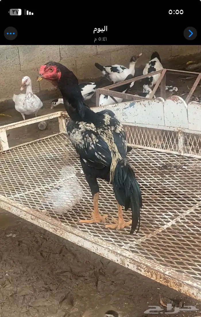 ديك سندي بيور بطل 0