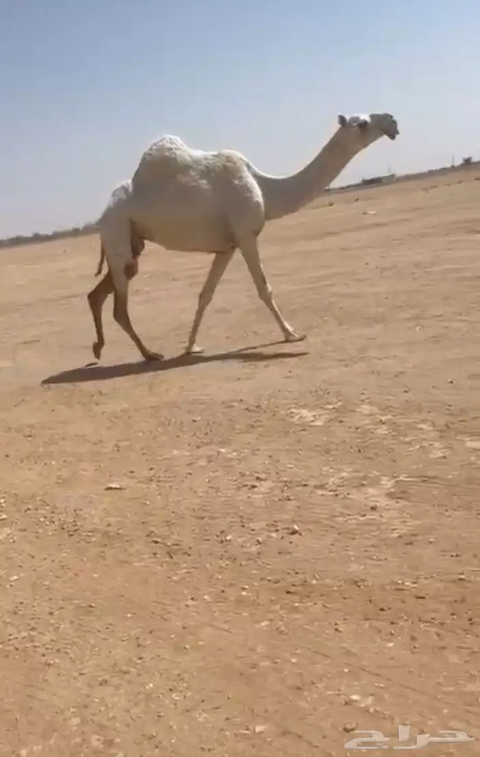 للبيع العشراء معزول ولده 0