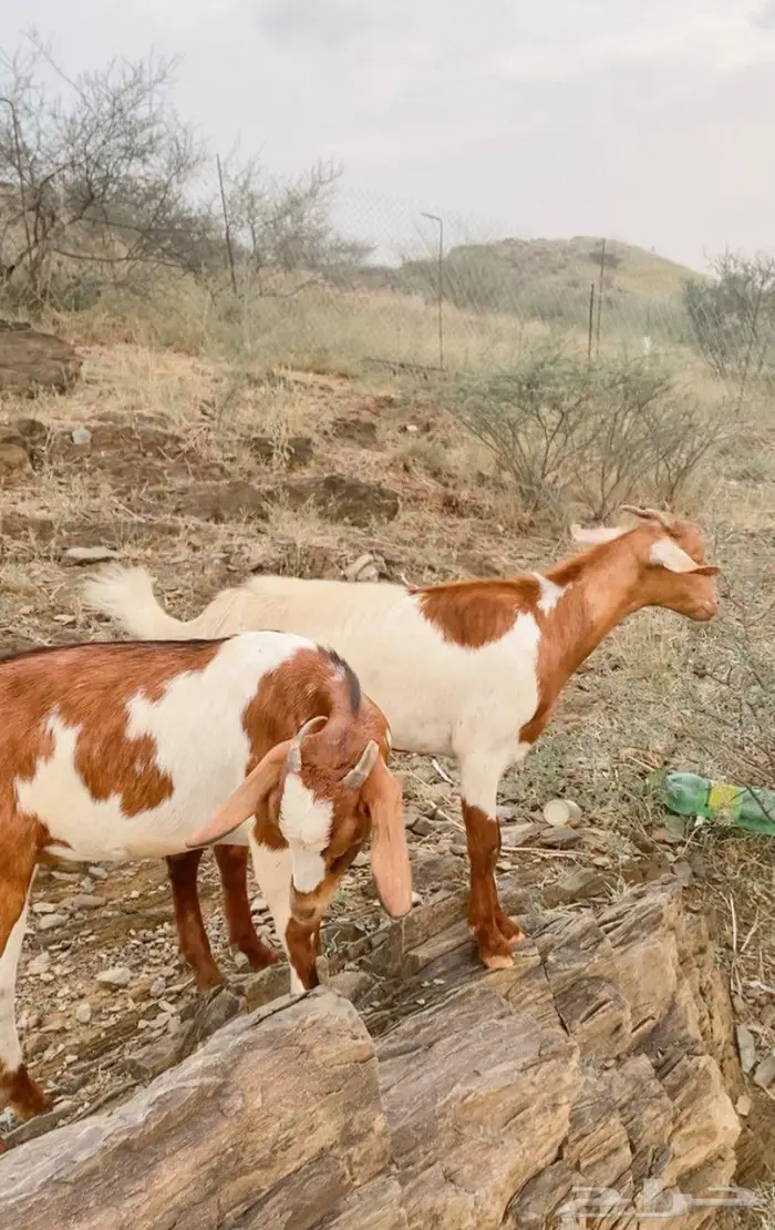 عنقان للبيع 2