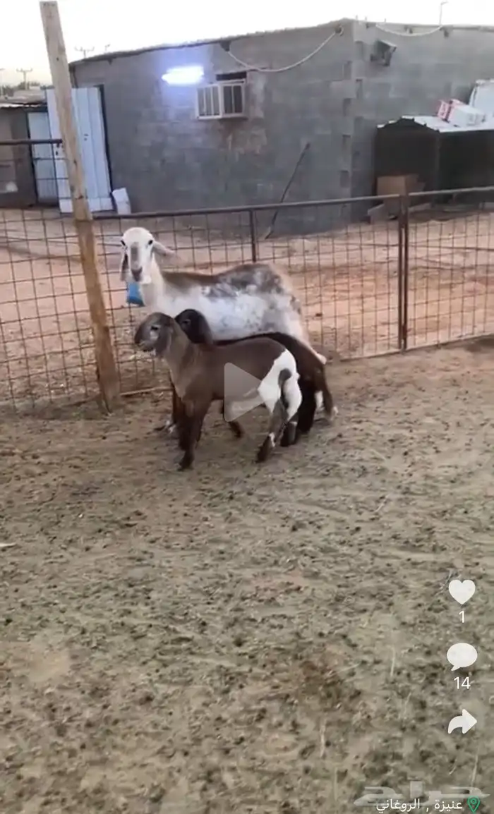 شاه ساكنيه متاومه معها خروف ورخل 0