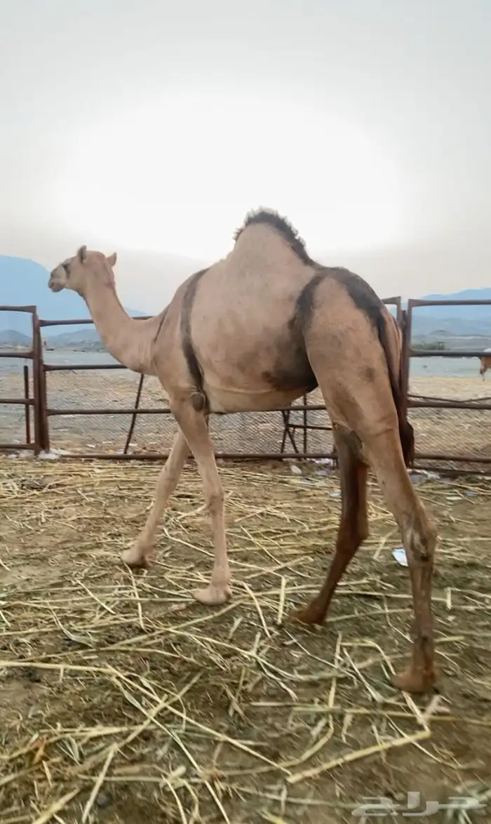 بكره جنبه للبيع 1
