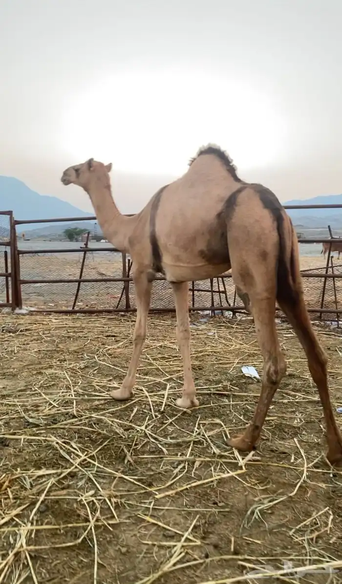 بكره جنبه للبيع 0