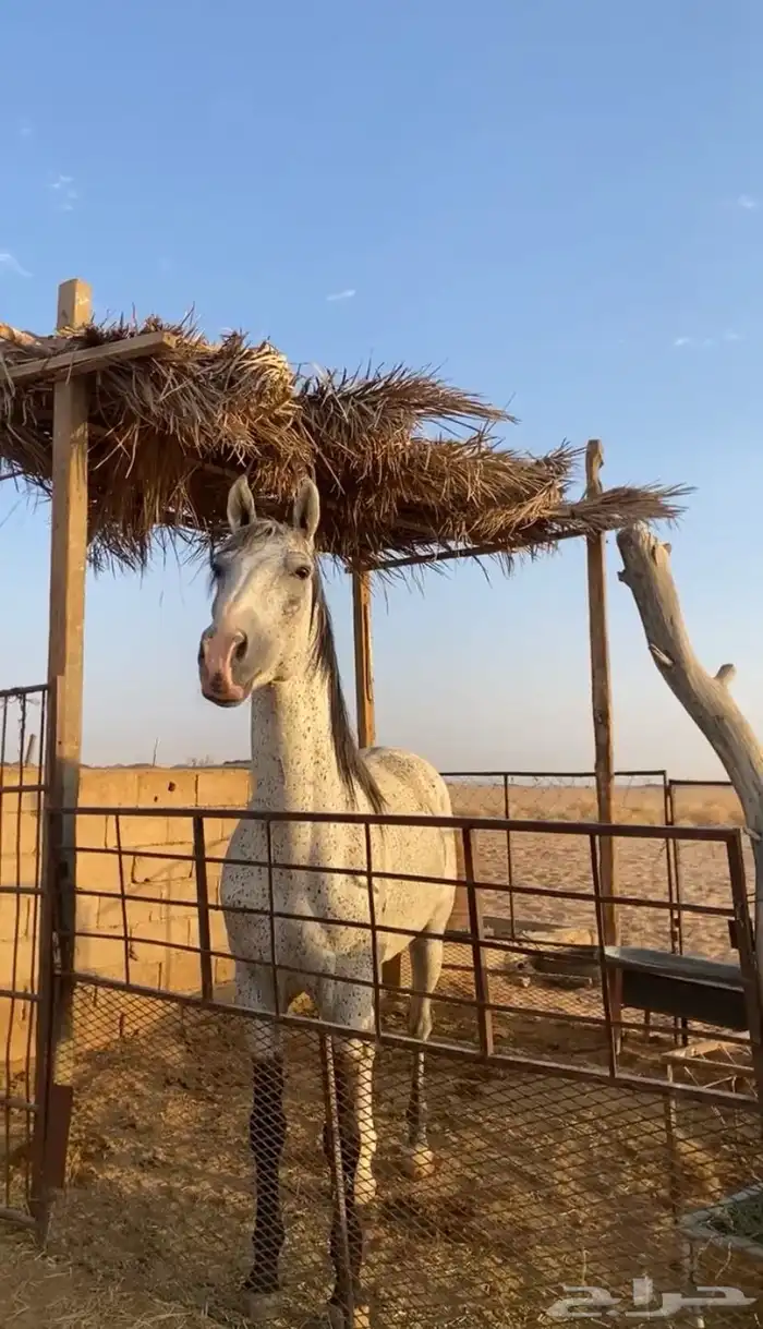 حصان جزيري سبوق 0