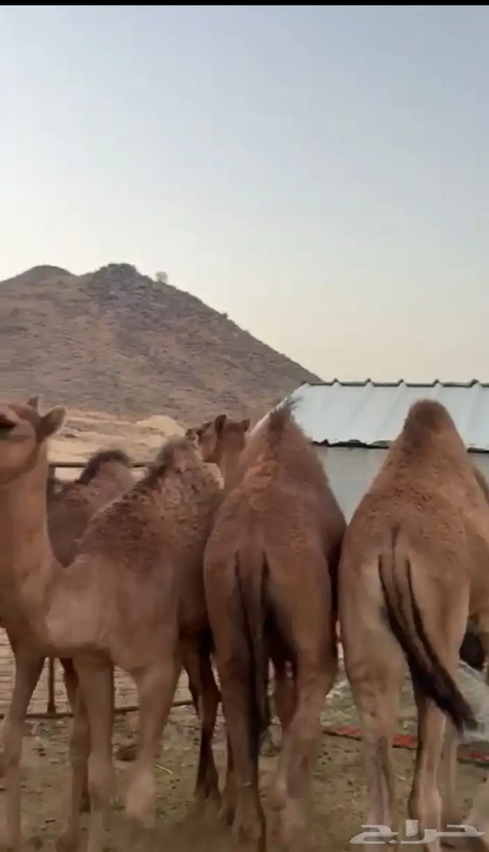 خمسه قعدان وبكرتين 1