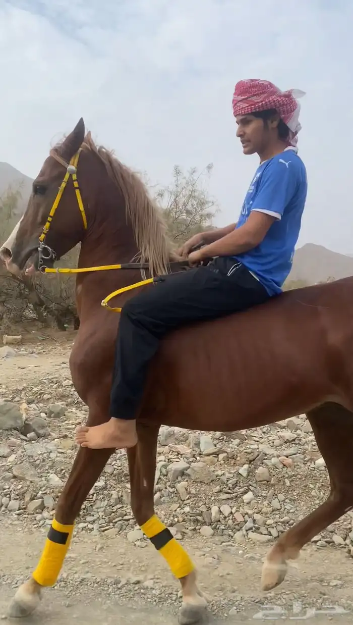 حصان شيخ 0