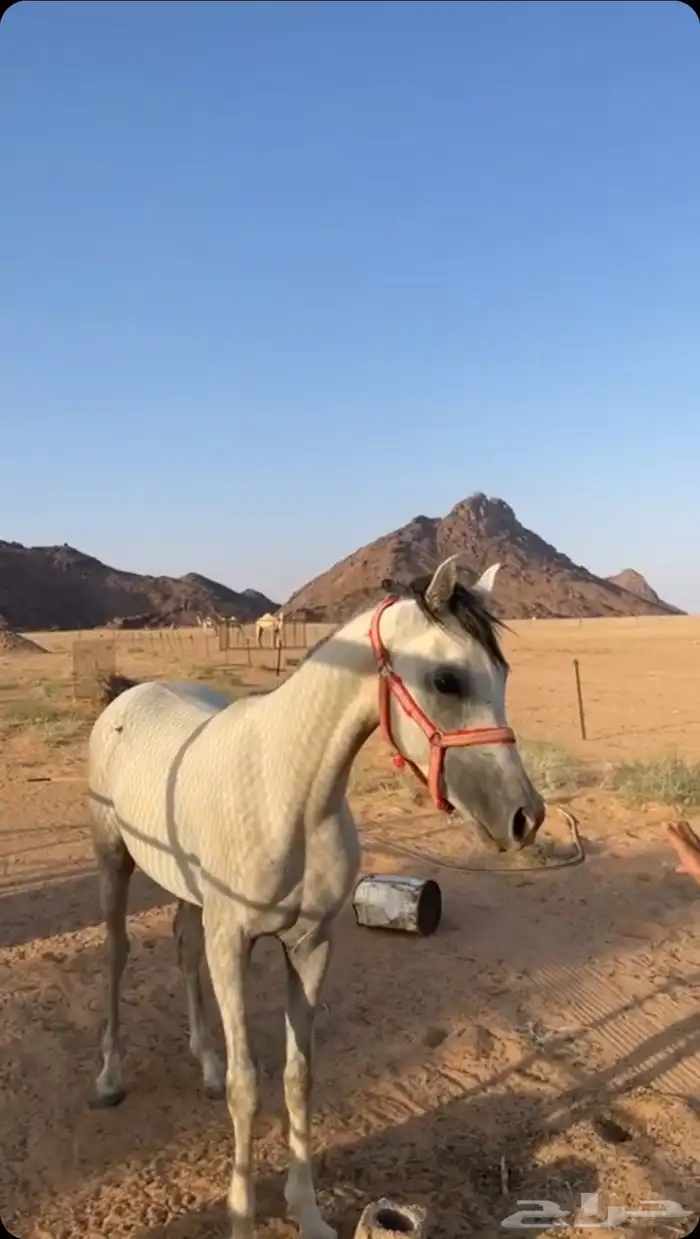 حصان شعبي 0