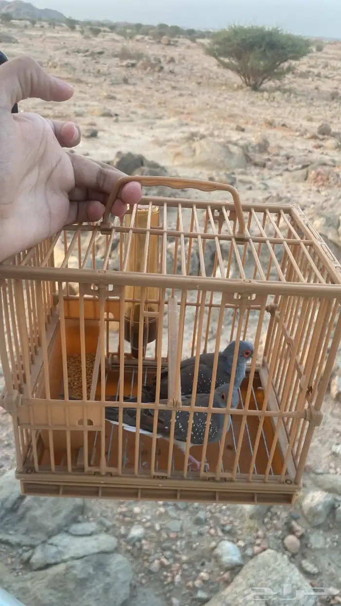 قمري الماس خارجي قمري إندونيسيا طيور زينة للبيع 2