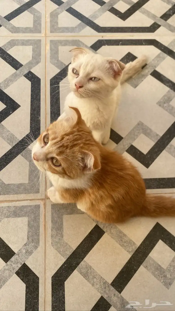 قطط 0