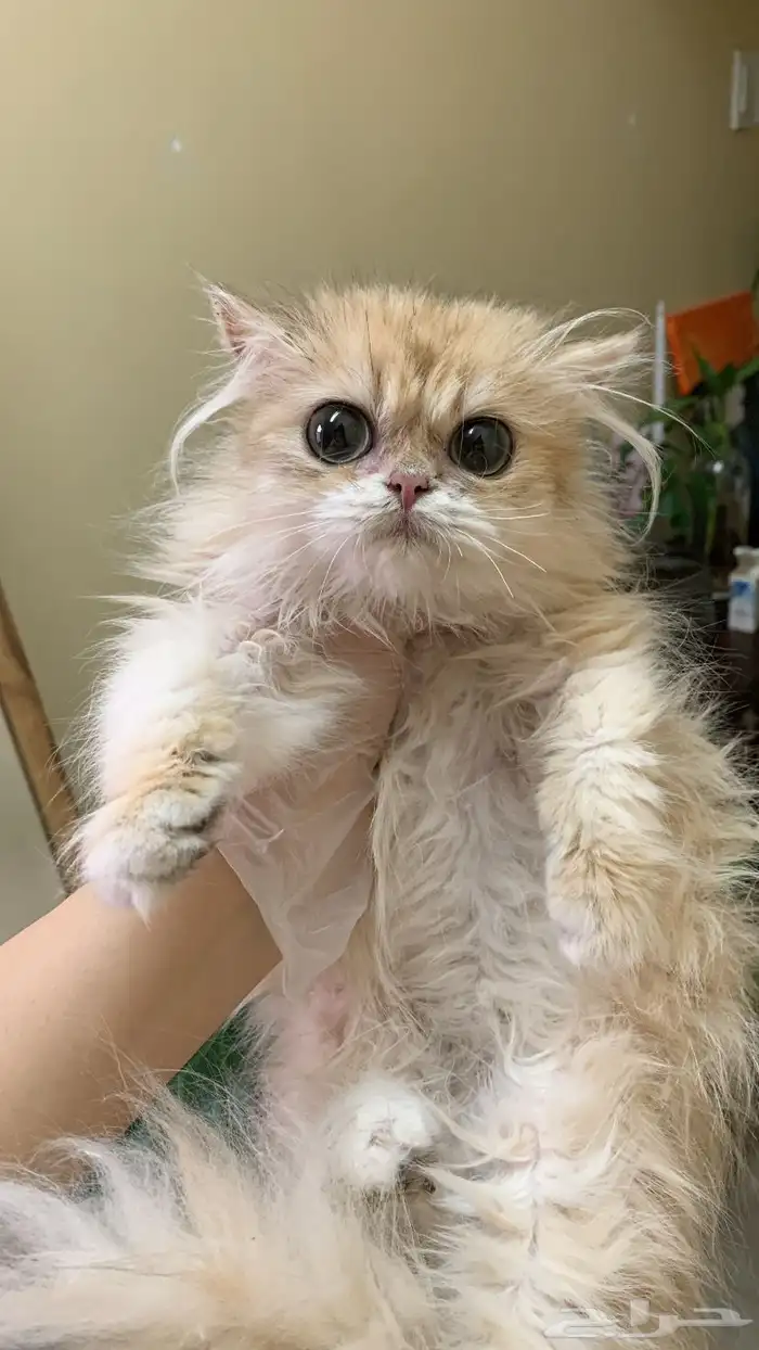 انثى برتش للبيع NV11 0