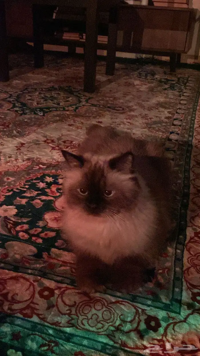 قطط 0