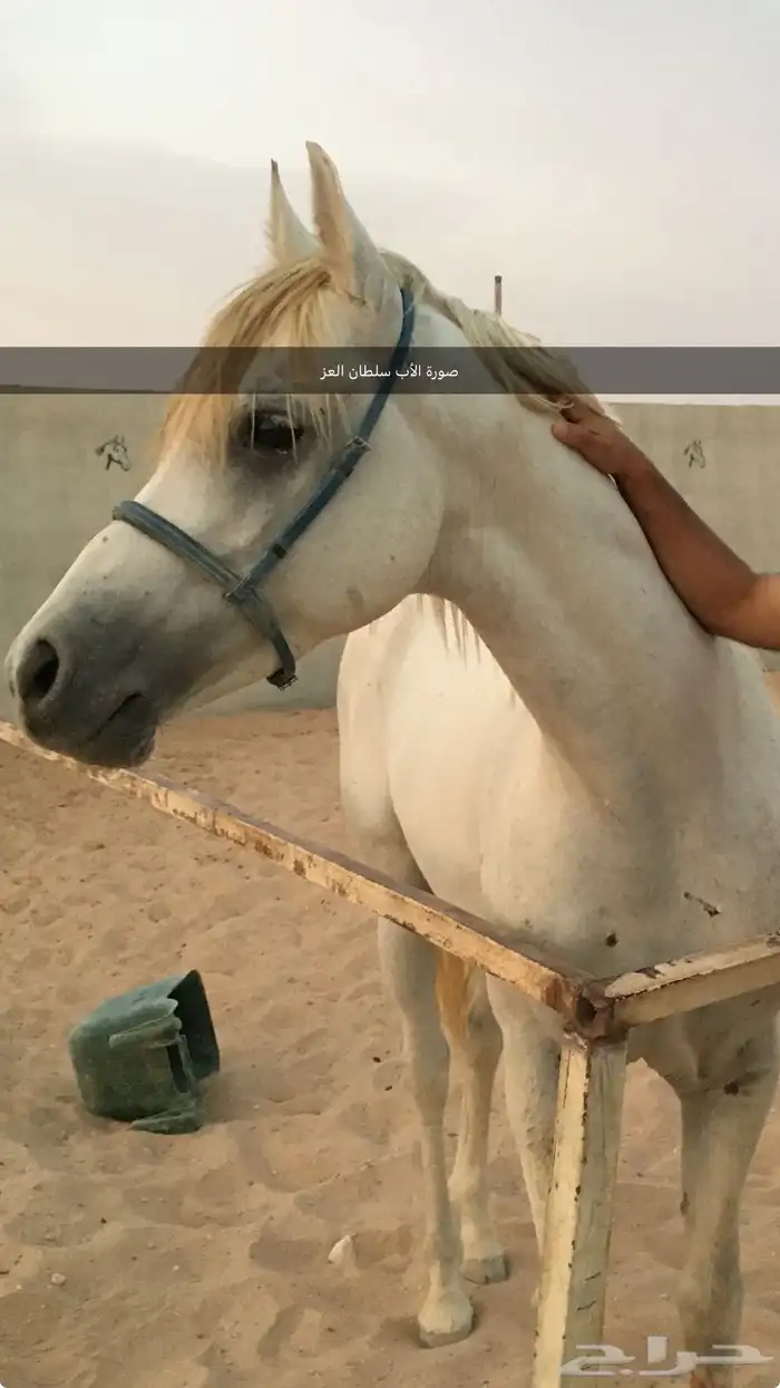 مهر عربي واهو للبيع 3