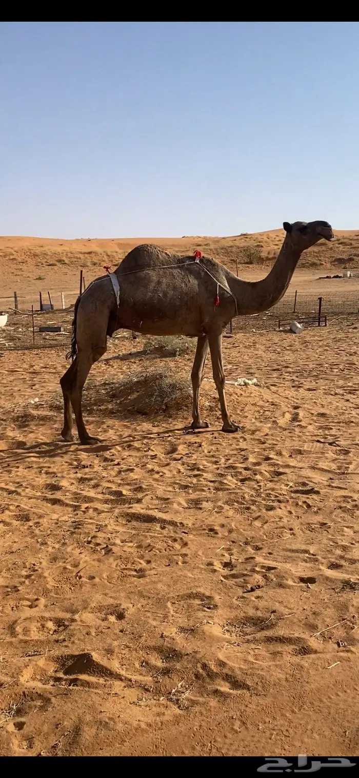 عشرا مبيوع ولدها 0