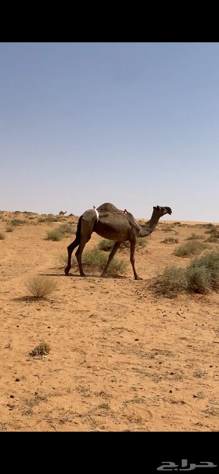 عشرا مبيوع ولدها 1