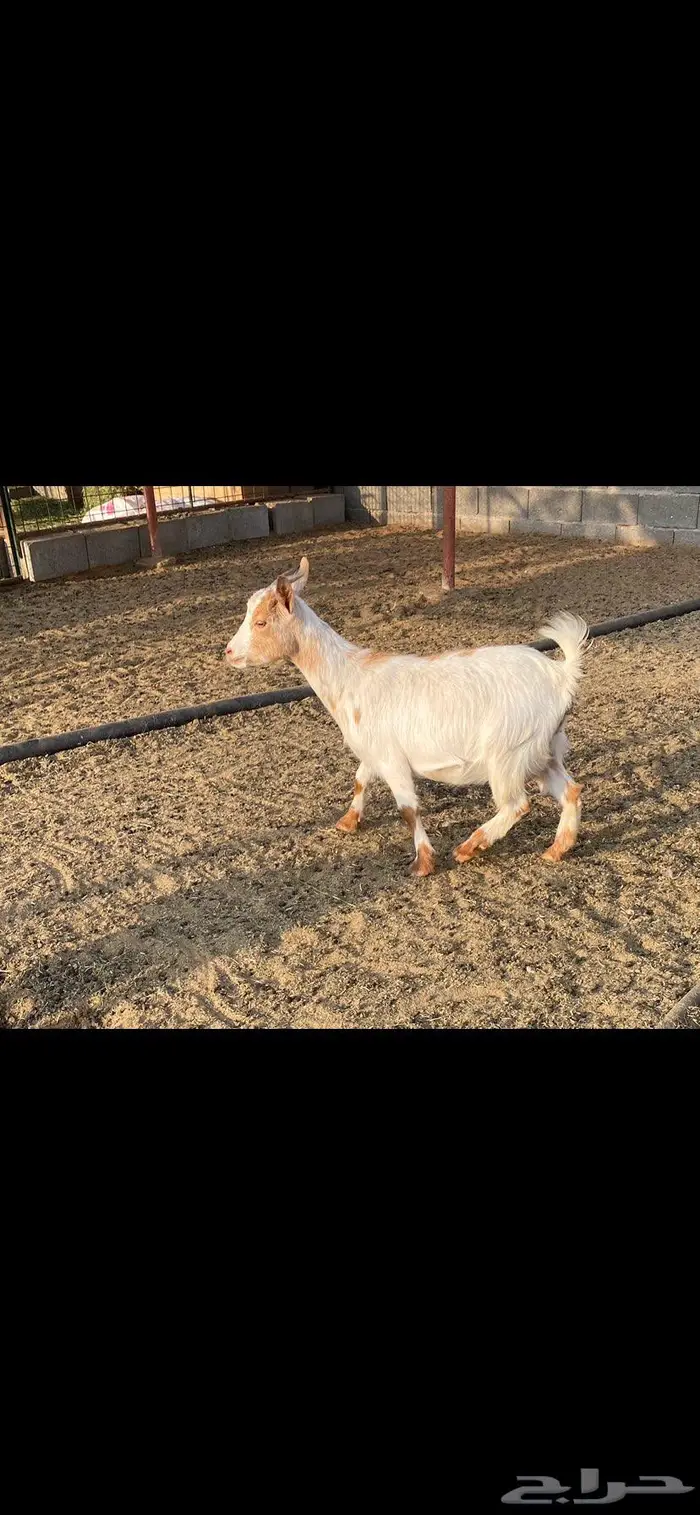 ماعز قزمي هجين مضاريع من فحل قزمي تم ارفاق صورة الفحل 1