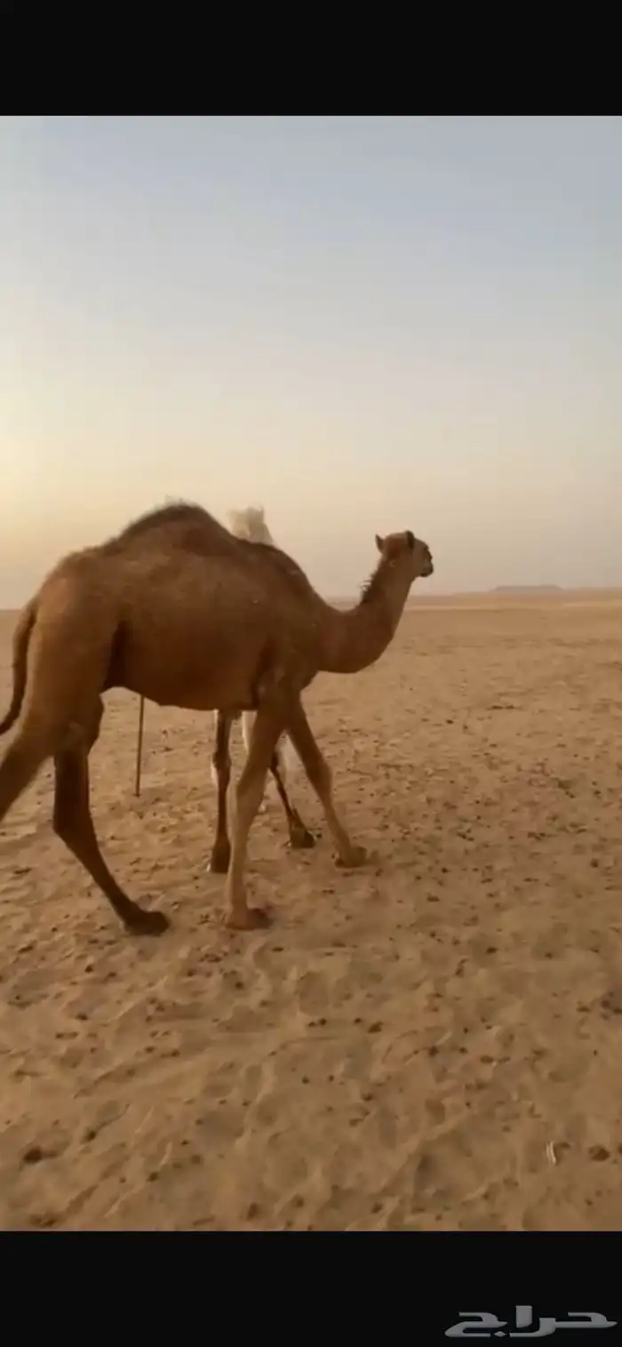 حشو بكره وقعود 2