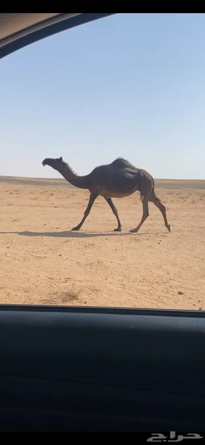 لقحة كفو 0
