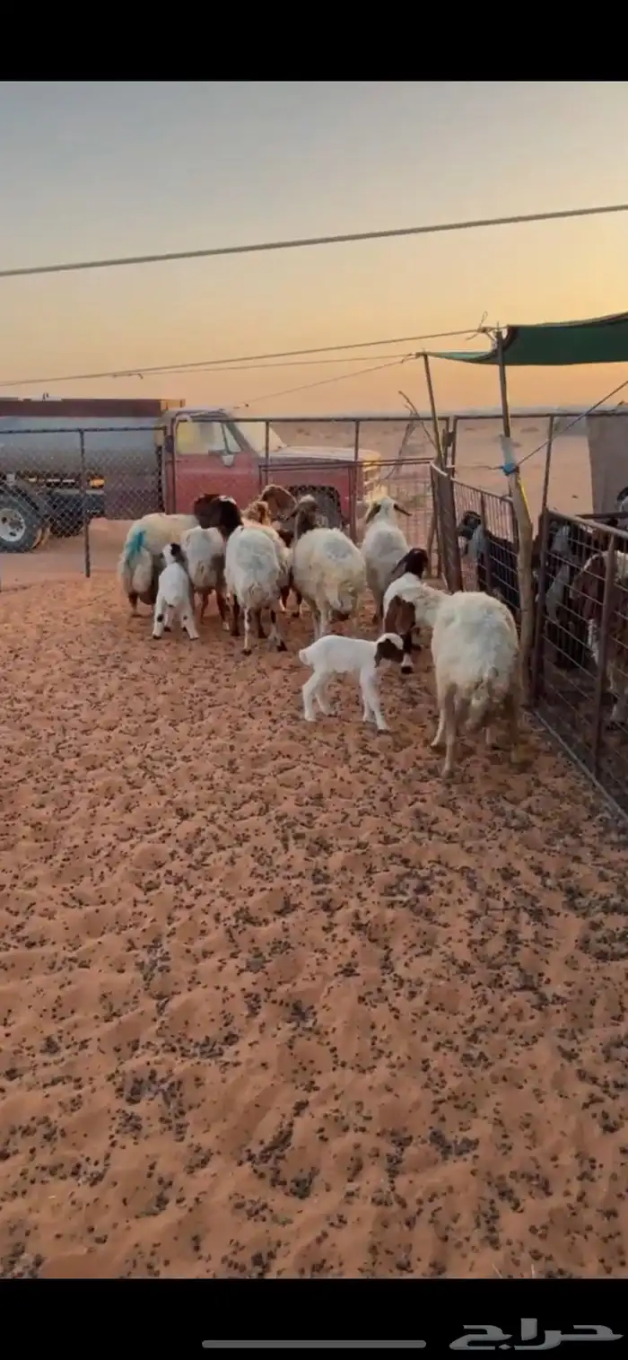 شياه رغايث المجمعه 1
