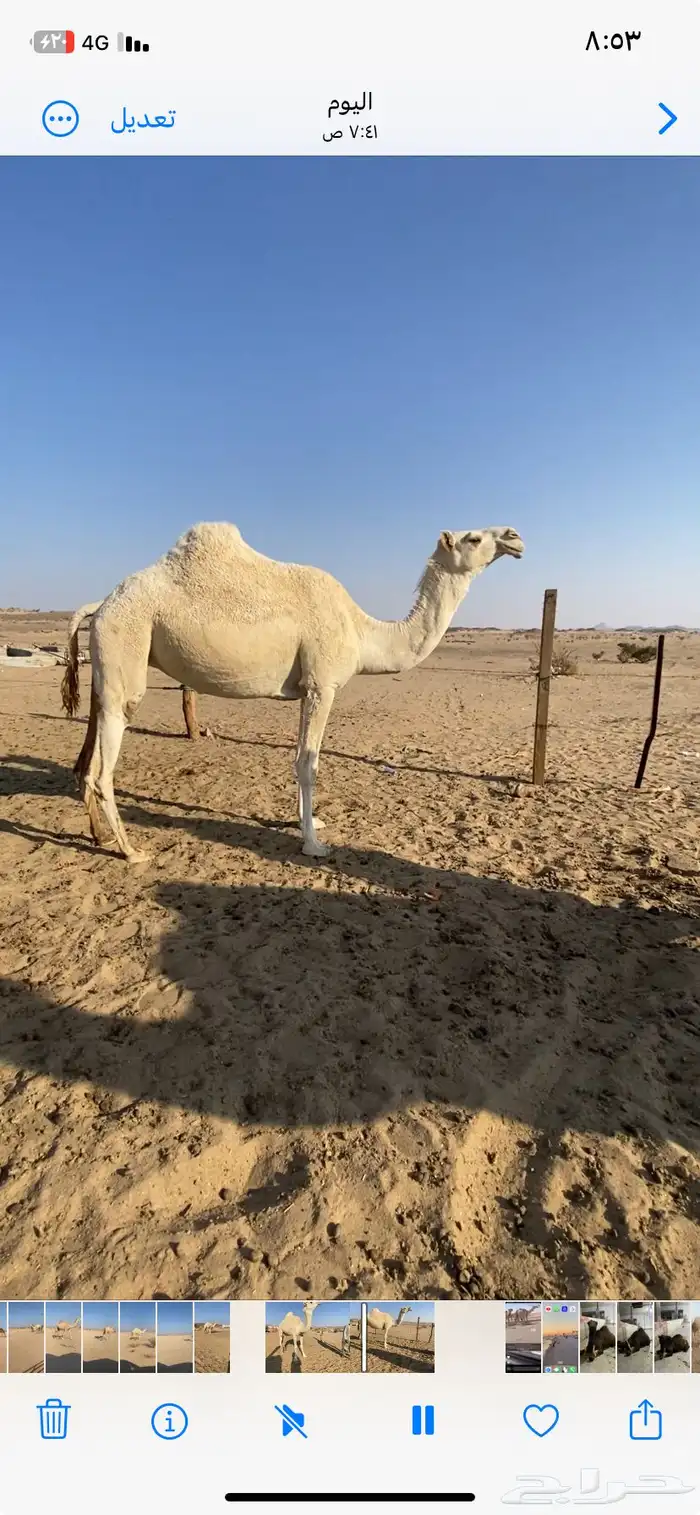 ضروبة وضحاء 0
