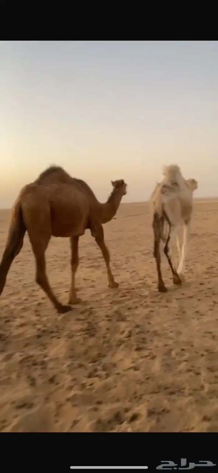 حشو بكره وقعود 5