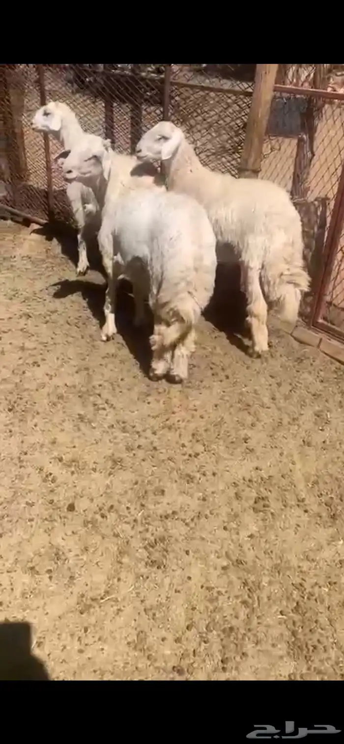 طليان جبره 2